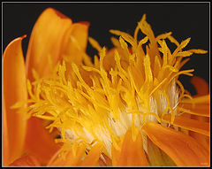 фото "Macro in orange"