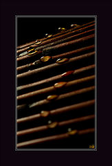 photo "Way of a drop"