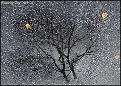 фото ""Отражения осени""