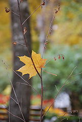 photo "***"