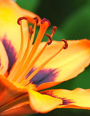 photo "Weariness ..."