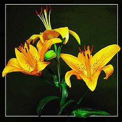 photo "***"