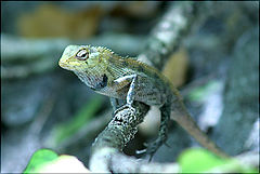 фото "chameleon"