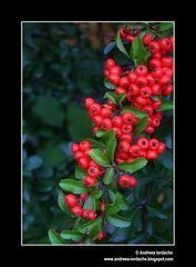 фото "Red"