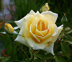 photo "About sumer"