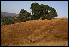 photo "on the hill"