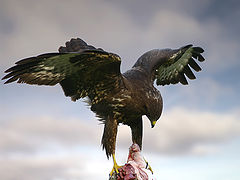 photo "prey"