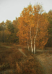 photo "melancholy-in-bronze"