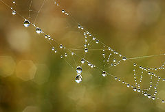 photo "Autumn Web II"