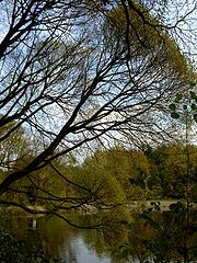 photo "Weeping willow"