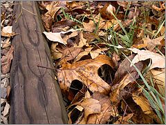 photo "Fall background"