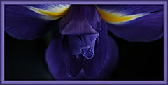 photo "Two wings"