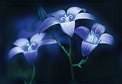 photo "***"