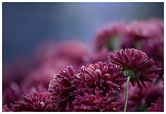 photo "***"