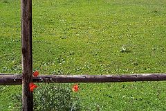 photo "***"