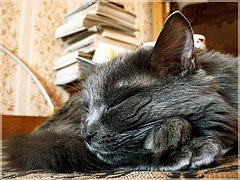 фото "the old and wise cat"