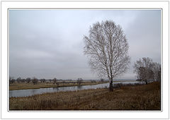 photo "Transparent birch"