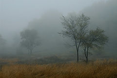 фото "Туманное деревце"