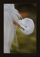 фото "Egretta garzetta"
