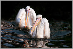 photo "We with Tamara float in pair."
