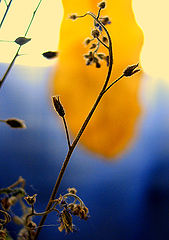 фото "last flowers of summer"
