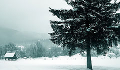 photo "Winter"