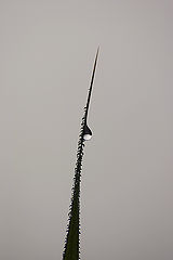 photo "A Little Rain Must Fall"