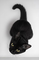 photo "***"