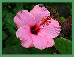 photo "***"