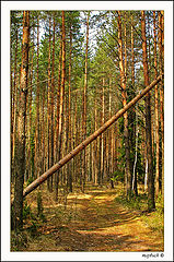 photo "On the Murom path.."