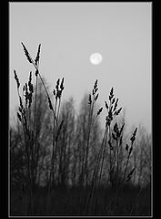 photo "***"