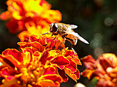 photo "Сleaning hands before lunch"