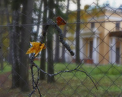 photo "***"