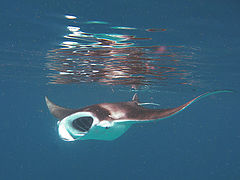 photo "Manta's lunch"