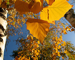 фото "Осенний листик"