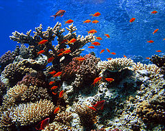 photo "Reef Umm Gamar"