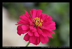 фото "***"
