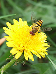 photo "Bee.line agent"