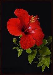 photo "Hibiscus"