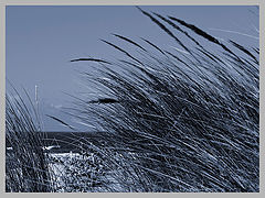 фото "windy grass"