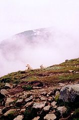 photo "а мы такие загораем"