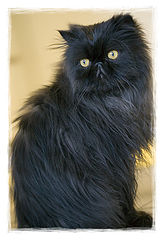 photo "Domestic Black Panther"