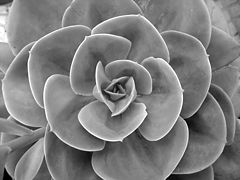 фотоальбом "Flowers"