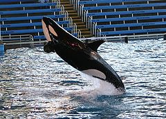 photo "Shamu's flight"