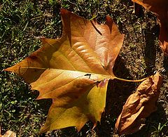 photo "Autumn"