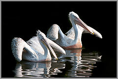 photo "Tango together."