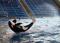 photo "Shamu's show 2"