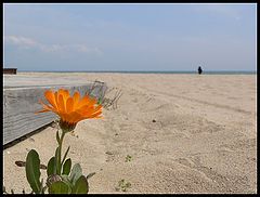 photo "For my Honey"