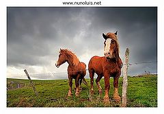 фото "***"