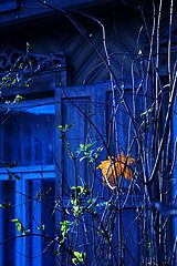 photo "***"